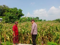 Polisi Pantau Tanaman Jagung, Wujud Dukungan Ketahanan Pangan Nasional