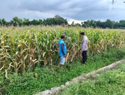 Bhabinkamtibmas Polsek Ngoro Pantau Tanaman Jagung di Lahan Ketahanan Pangan