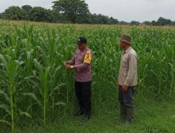 Bhabinkamtibmas Polsek Ngoro Lakukan Pengecekan dan Monitoring Lahan Jagung Wilayah Binaannya