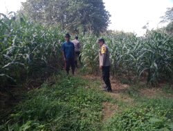 Dukung Ketahanan Pangan, Bhabinkamtibmas Desa Kedungjati Sambang Tanaman Jagung Milik Warga Binaan