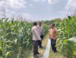 Wujud Dukungan Ketahanan Pangan Nasional, Polsek Peterongan Edukasi Petani Jagung