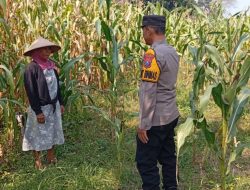 Kanit Binmas Polsek Kudu Monitoring Tanaman Jagung, Dukung Program Ketahanan Pangan Nasional