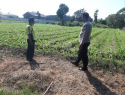 Anggota Polsek Perak Tinjau Perkembangan Tanaman Jagung Triwulan II Tahun 2026