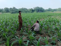 Polsek Ploso Intensif Dampingi Petani Dukung Program Asta Cita Swasembada Pangan