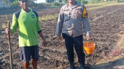 Polsek Kudu Lakukan Pendampingan Penanaman Benih Jagung Bantuan Dinas Pertanian melalui Polres Jombang