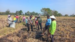 Polri dan Masyarakat Tanam Jagung, Langkah Nyata Dukung Swasembada Pangan