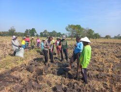 Polri dan Masyarakat Tanam Jagung, Langkah Nyata Dukung Swasembada Pangan