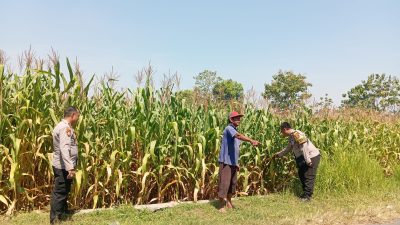 Personel Polsek Jombang Monitoring Perkembangan Tanaman Jagung di Desa Plosogeneng