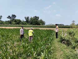 Kanit Binmas Polsek Bandar Kedungmulyo Pantau Perkembangan Tanaman Jagung