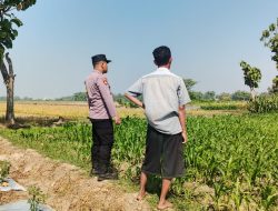 Polsek Perak Dampingi Petani Jagung, Perkuat Ketahanan Pangan Nasional