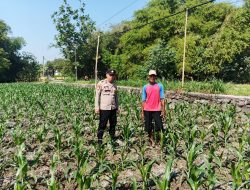 Polsek Ngusikan Melakukan Pengecekani Tanaman Jagung Bantuan Dinas Pertanian melalui Polres Jombang