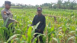 Personil Polsek Bareng Laksanakan Peninjauan Tanaman Jagung Dukung Program Ketahanan Pangan