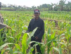 Personil Polsek Bareng Laksanakan Peninjauan Tanaman Jagung Dukung Program Ketahanan Pangan