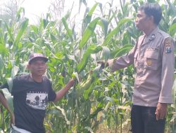 Dukung Ketahanan Pangan, Polsek Mojowarno melaksanakan Pengecekan Tanaman Jagung