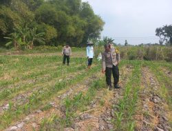Polsek Diwek Tinjau Tanaman Jagung Dukung Program Nasional Asta Cita
