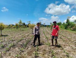 Bhabinkamtibmas Polsek Ngusikan Lakukan Peninjauan Tanaman Jagung Dalam Rangka Mendukung Ketahanan Pangan