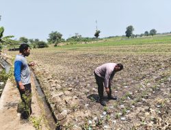Bhabinkamtibmas Desa Bongkot Pantau Tanaman Jagung, Dukung Ketahanan Pangan di Desa Binaan