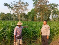 Polres Jombang Lakukan Pemantauan Tanaman Jagung dalam Mendukung Ketahanan Pangan Nasional