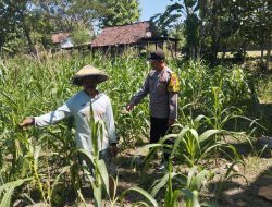 Peninjauan Lahan Tanaman Jagung dalam Rangka Ketahanan Pangan