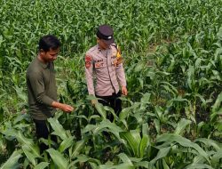 Bhabinkamtibmas Polsek Perak Dampingi Warga Dukung Program Ketahanan Pangan