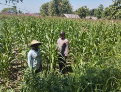 Polsek Plandaan Monitoring Tanaman Jagung, Dukung Ketahanan Pangan