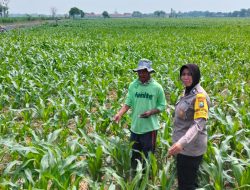 Bhabinkamtibmas Desa Mojongapit Dampingi Petani, Dukung Program Ketahanan Pangan