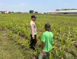 Bhabinkamtibmas Polsek Ngoro Dampingi Petani dalam Peninjauan Tanaman Jagung untuk Mendukung Ketahanan Pangan