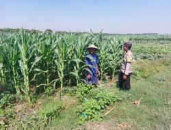 Polsek Ngusikan Laksanakan Pengecekan Lahan Jagung dalam Mendukung Ketahanan Pangan