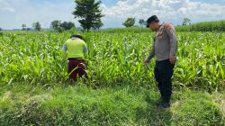 Personel Polsek Ngoro Dampingi Petani Meninjau Tanaman Jagung Dukung Program Ketahanan Pangan