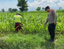 Personel Polsek Ngoro Dampingi Petani Meninjau Tanaman Jagung Dukung Program Ketahanan Pangan