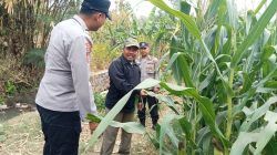 Wujudkan Swasembada Pangan, Polres Jombang Libatkan Bhabinkamtibmas Pantau Tanaman Jagung
