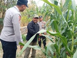 Wujudkan Swasembada Pangan, Polres Jombang Libatkan Bhabinkamtibmas Pantau Tanaman Jagung
