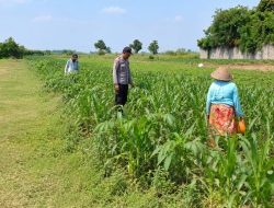 Polsek Ngoro Laksanakan Pengecekan Lahan Pertanian Jagung dalam Mendukung Program Swasembada Pangan Nasional