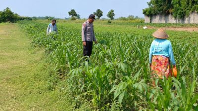 Polsek Ngoro Laksanakan Pengecekan Lahan Pertanian Jagung dalam Mendukung Program Swasembada Pangan Nasional