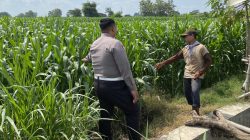 Anggota Polsek Mojoagung Dukung Ketahanan Pangan melalui Peninjauan Lahan Jagung