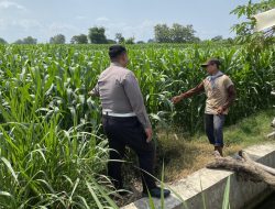 Anggota Polsek Mojoagung Dukung Ketahanan Pangan melalui Peninjauan Lahan Jagung