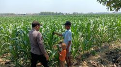 Panit Binmas Polsek Ploso Laksanakan Pemantauan Tanaman Jagung dalam Mendukung Program Ketahanan Pangan