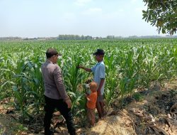 Panit Binmas Polsek Ploso Laksanakan Pemantauan Tanaman Jagung dalam Mendukung Program Ketahanan Pangan