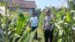Bhabinkamtibmas Polsek Diwek Bersama Ketua Poktan Tinjau Tanaman Jagung di Desa Keras