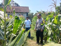 Bhabinkamtibmas Polsek Diwek Bersama Ketua Poktan Tinjau Tanaman Jagung di Desa Keras