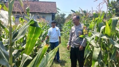 Bhabinkamtibmas Polsek Diwek Bersama Ketua Poktan Tinjau Tanaman Jagung di Desa Keras