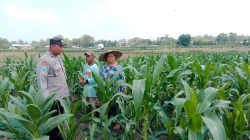 Dukung Ketahanan Pangan, Anggota Polsek Plandaan Monitoring Tanaman Jagung