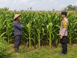 Dukung Ketahanan Pangan, Bhabinkamtibmas Desa Kepuhkajang Polsek Perak Cek Lahan Tanaman Jagung